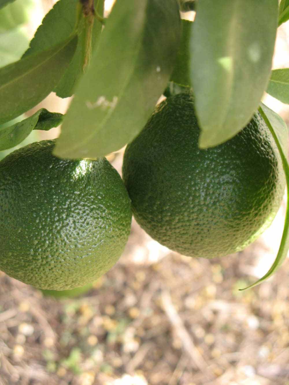            Immature fruit (Winter Haven, FL)   